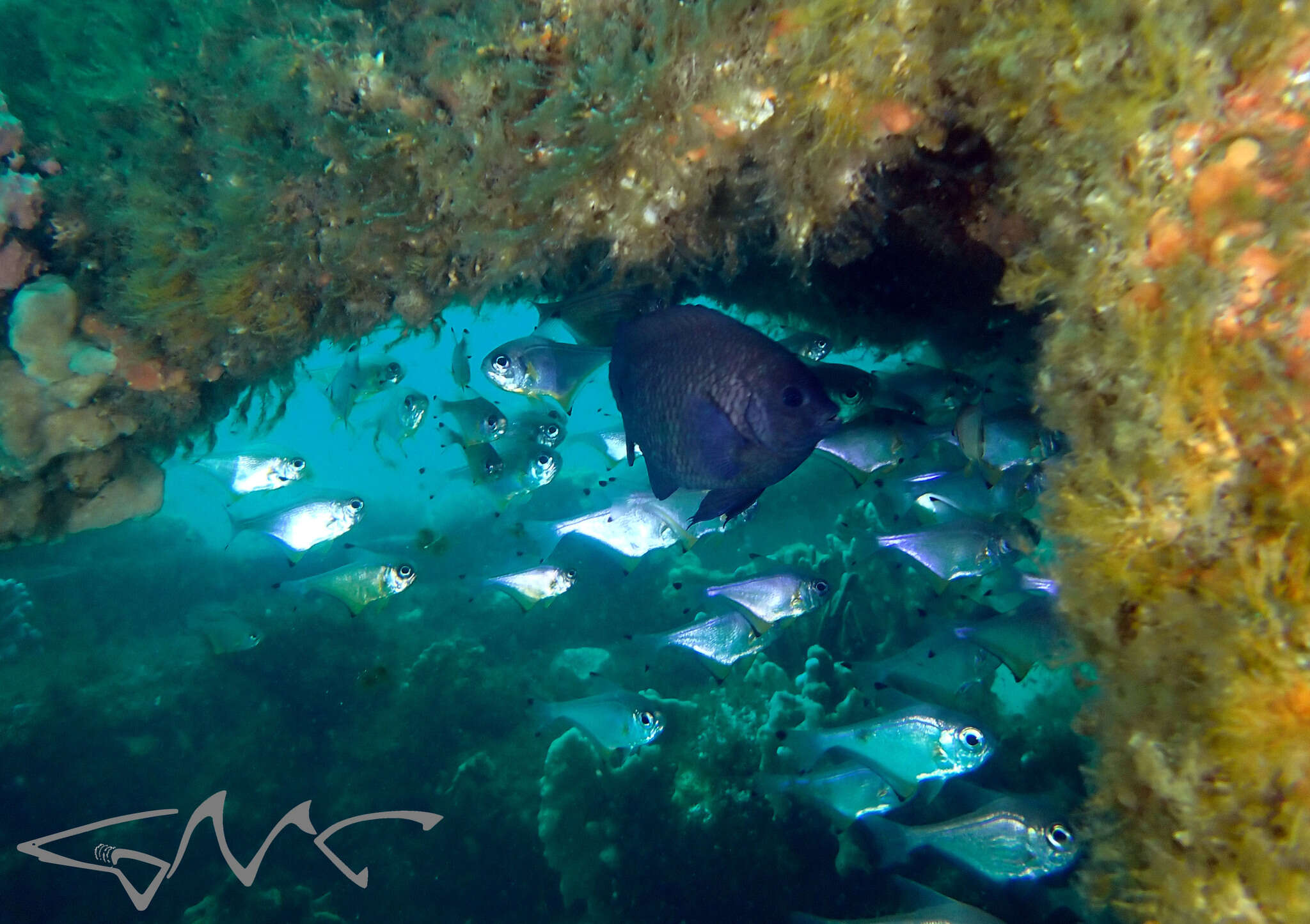 Imagem de Pempheris affinis McCulloch 1911