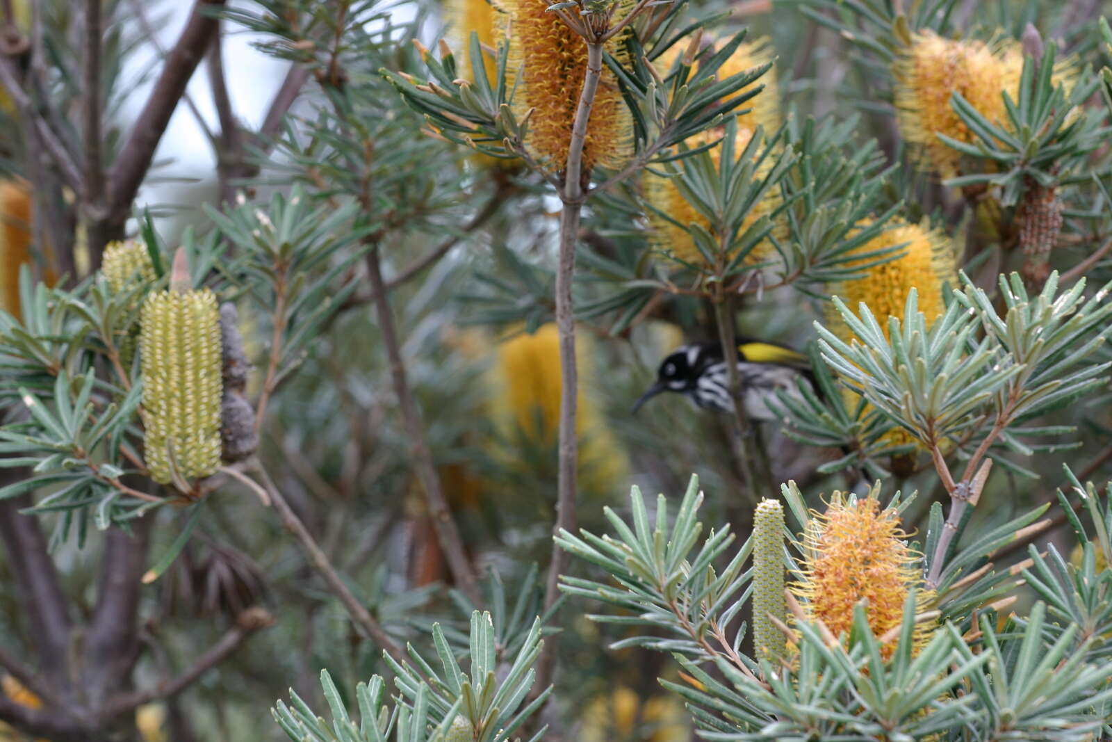 Image of <i>Banksia verticillata</i>