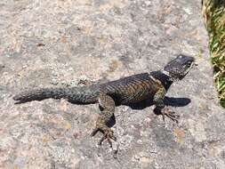 Image de Sceloporus mucronatus Cope 1885