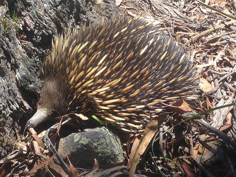 Image of Short-beaked Echidnas