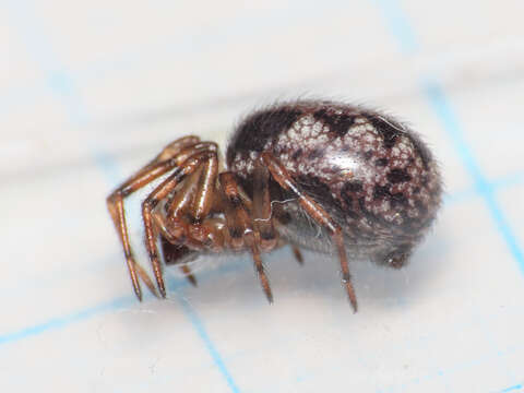 Image of Enoplognatha mandibularis (Lucas 1846)