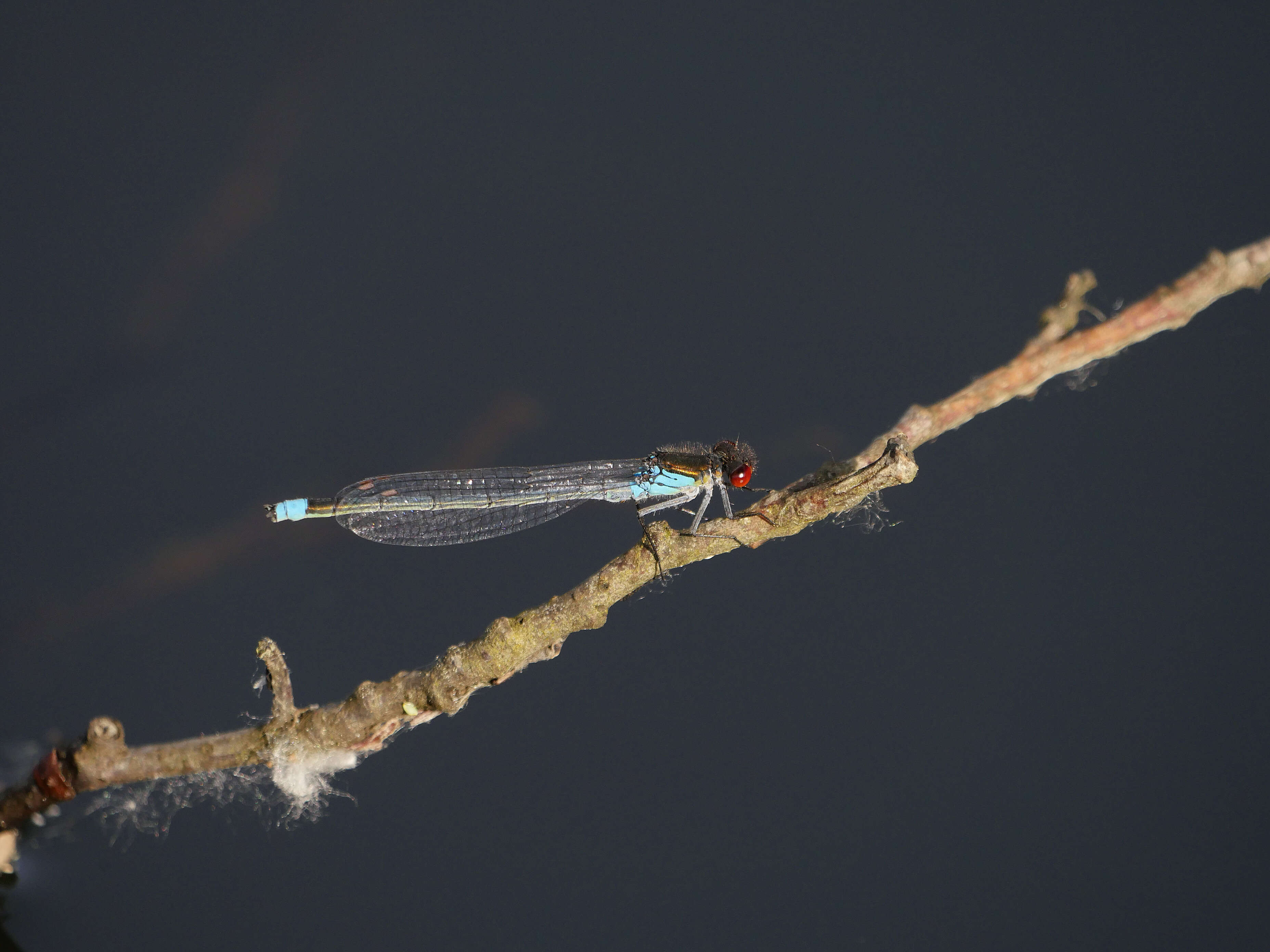 Image de agrion aux yeux rouges