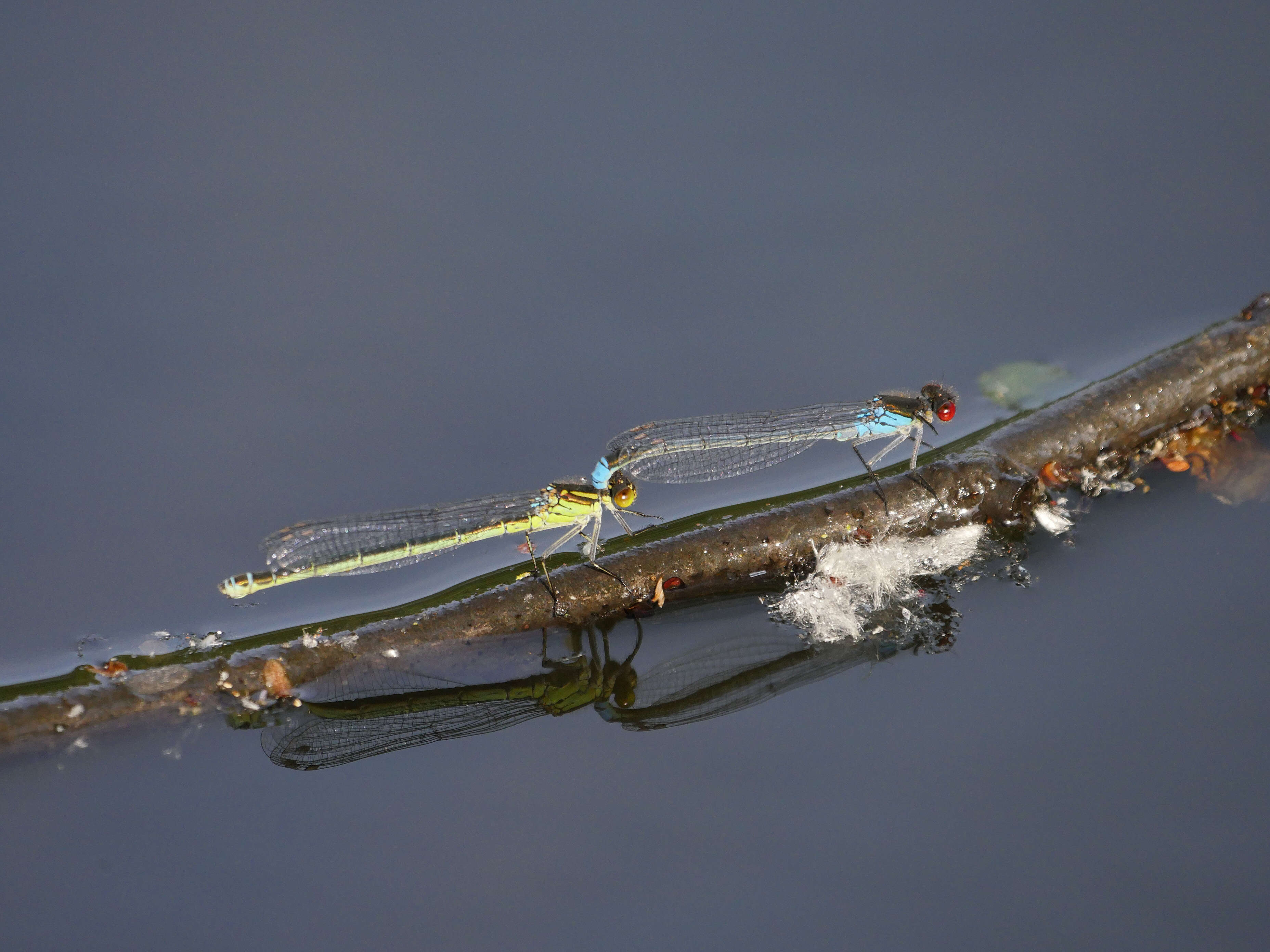 Image de agrion aux yeux rouges