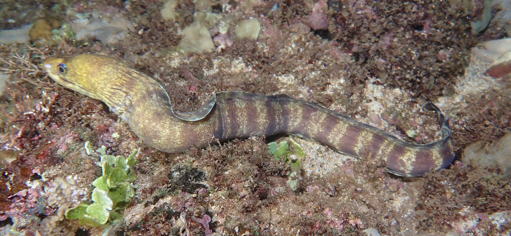 Image of Barred moray