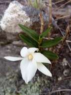 Imagem de Angraecum coutrixii Bosser