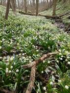 Image of Spring Snowflake