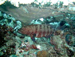 Image of Leopard Grouper