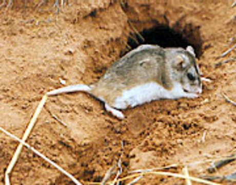 Image of Northern Grasshopper Mouse