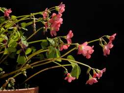 Image of Four-leaved Sorrel