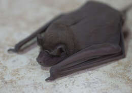 Image of Pallas's Mastiff Bat