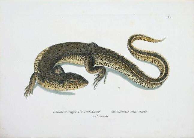 Plancia ëd Crocodilurus amazonicus (Spix 1825)