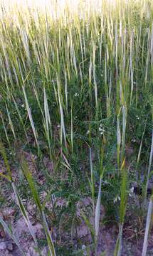 Image of blister vetch