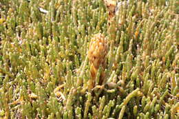 Image of glasswort