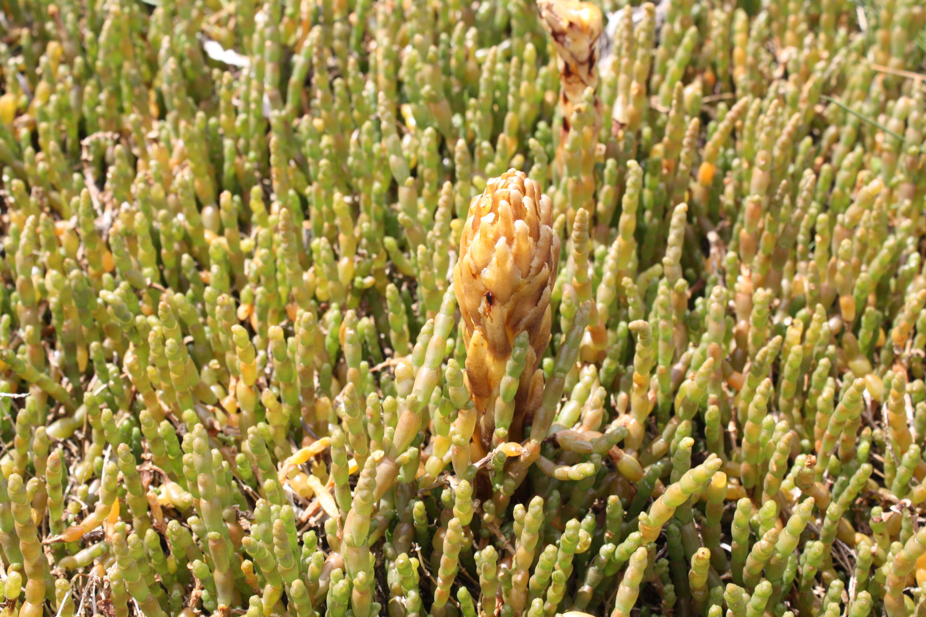 Image of glasswort