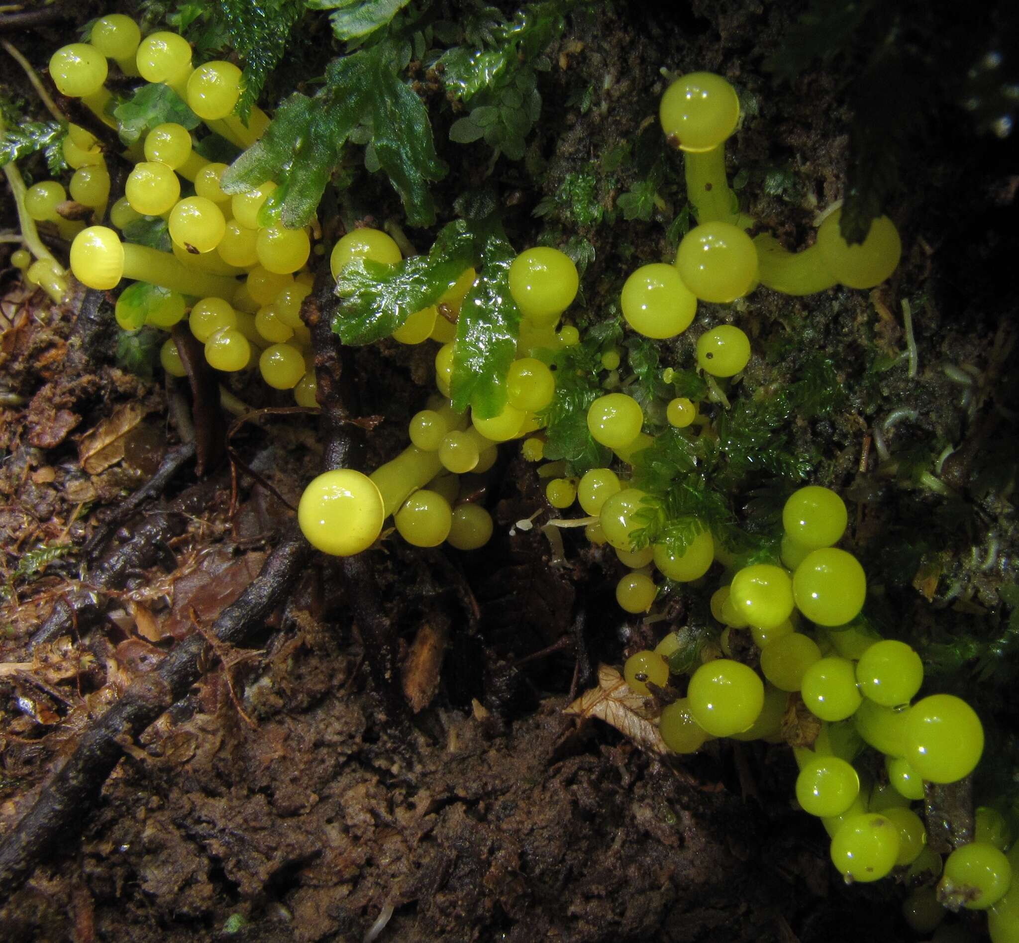 Sivun Hygrocybe sulfurea (G. Stev.) Boertm. 2002 kuva