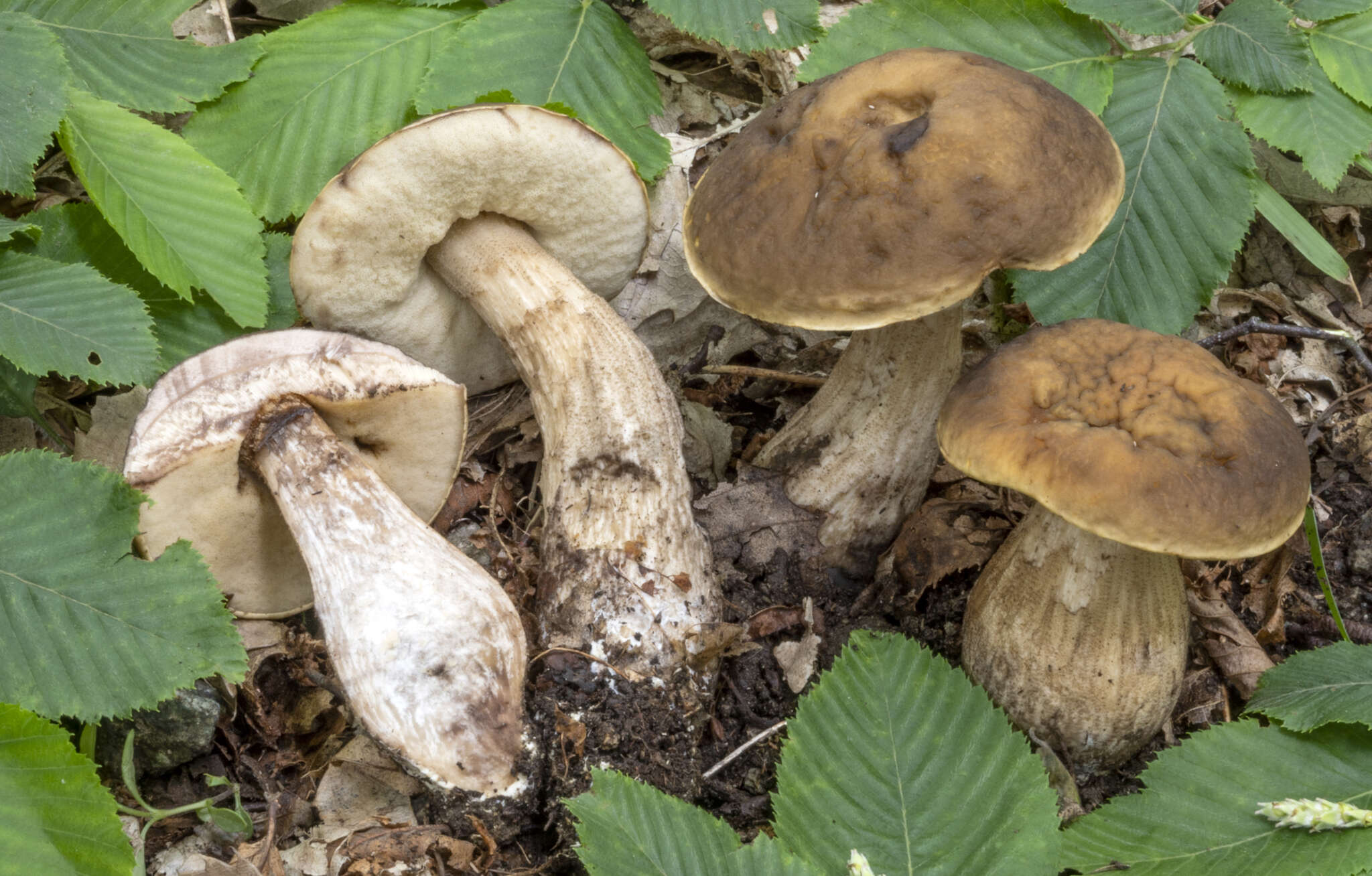 Image of Leccinellum pseudoscabrum (Kallenb.) Mikšík 2017