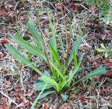 Imagem de Pilosella piloselloides (Vill.) Sojak