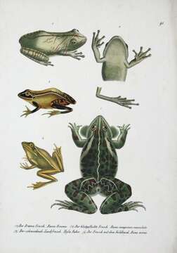 Image of Green and golden bell frog