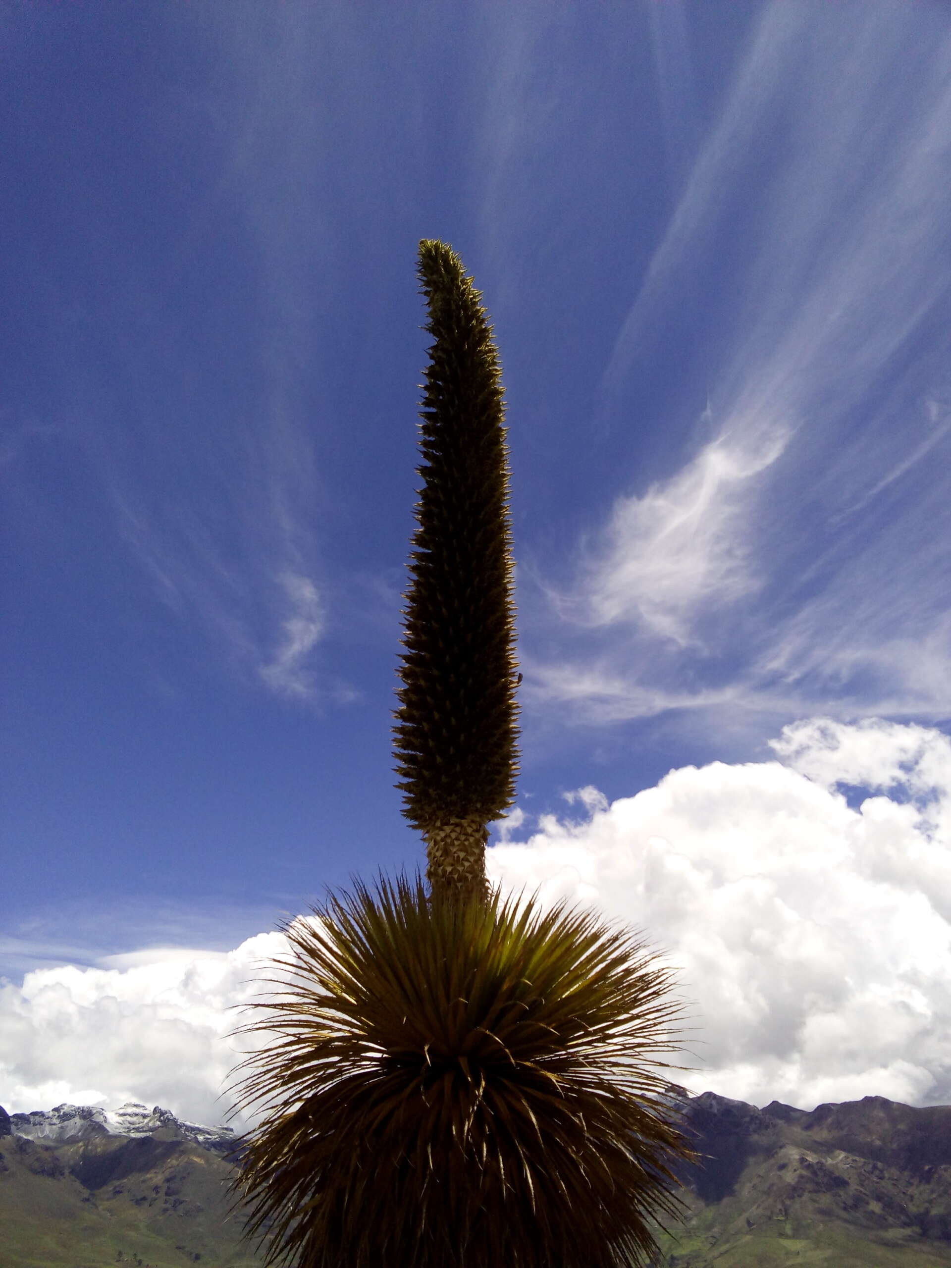 Image de Puya raimondii Harms