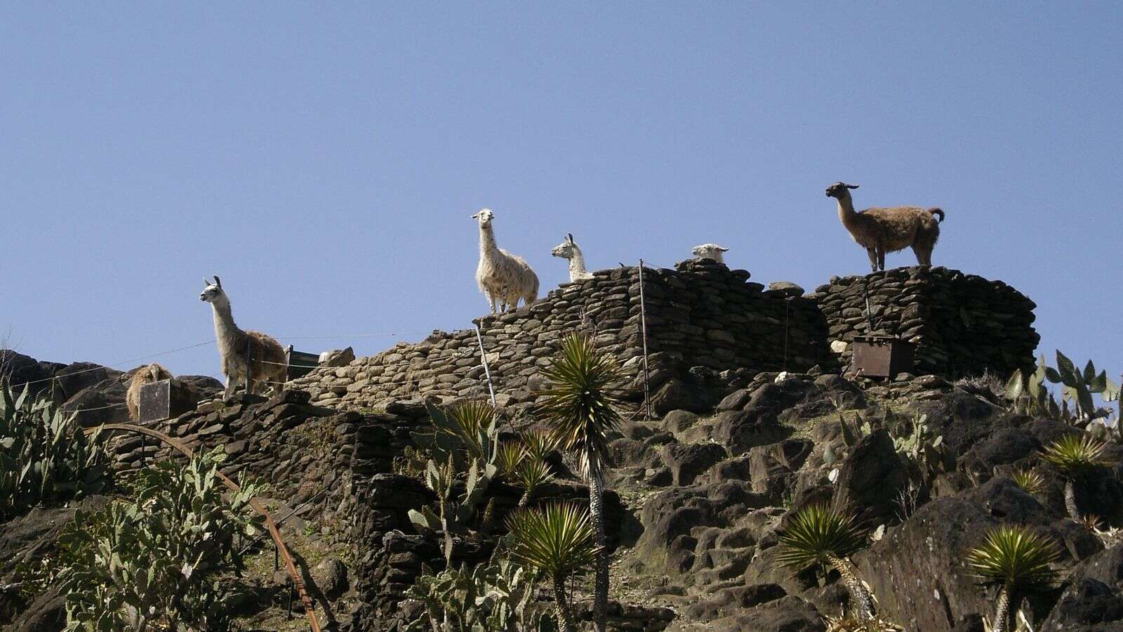 Image de Lama glama (Linnaeus 1758)