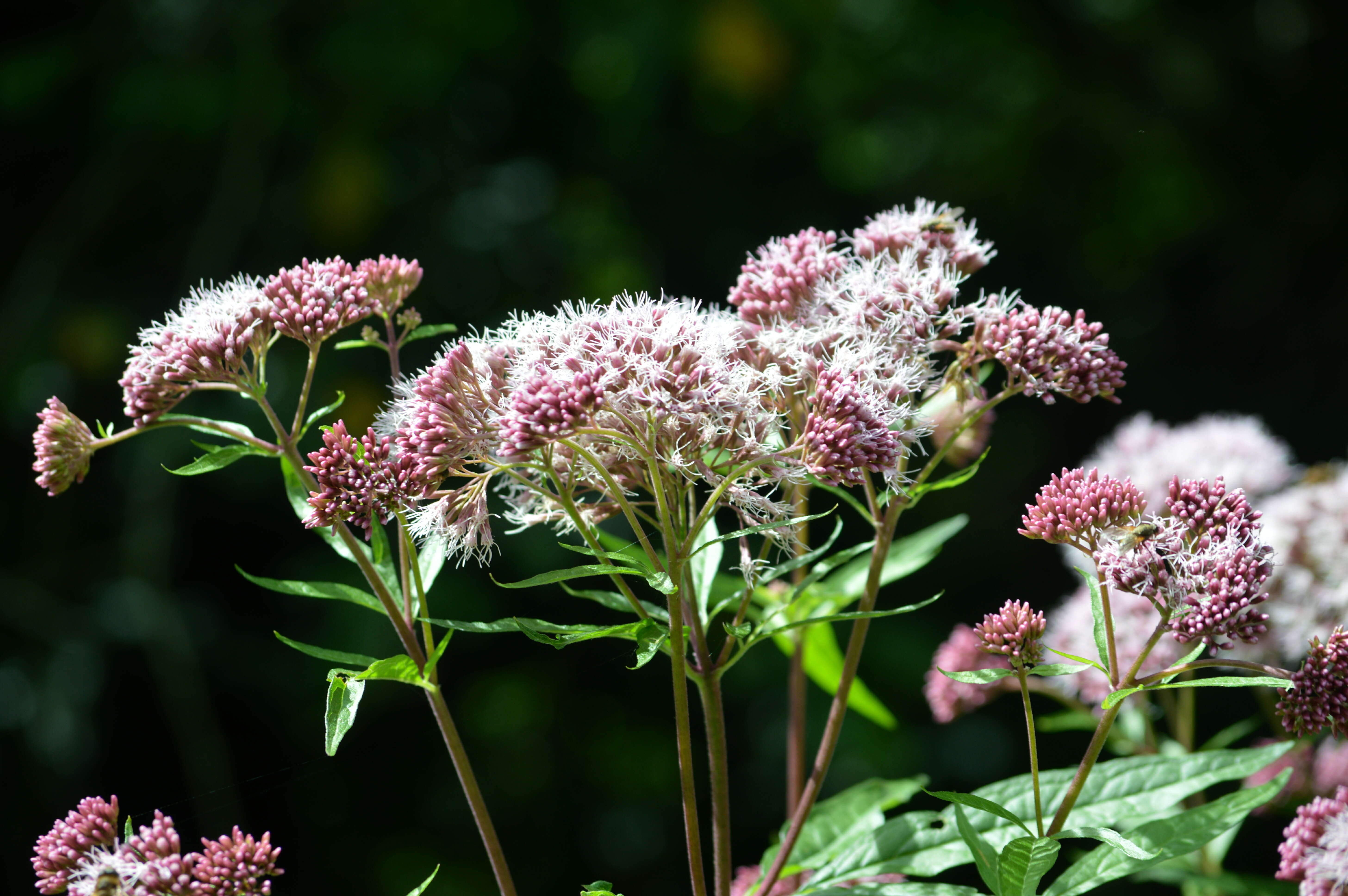 Image of hemp agrimony