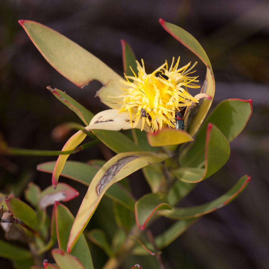 Image de Leucadendron sessile R. Br.