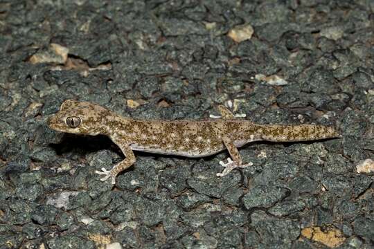 Image of Tesselated Gecko