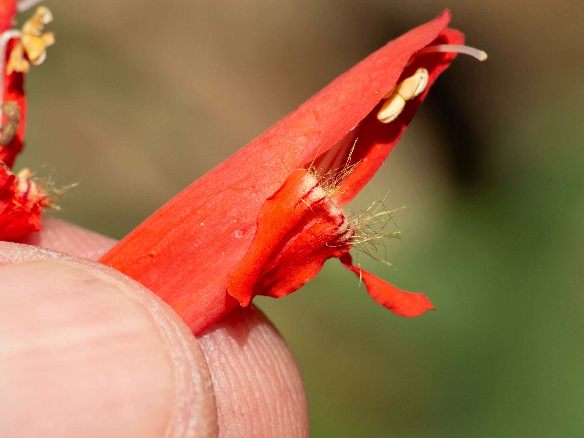 Image de Penstemon barbatus subsp. barbatus