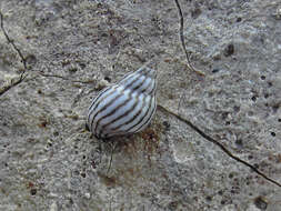 Image of zebra periwinkle