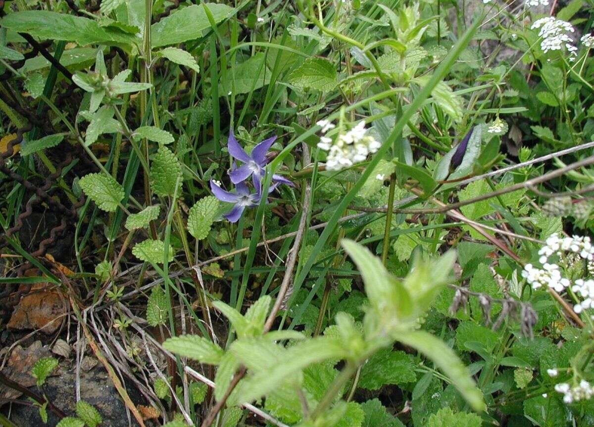 Image of herbaceous periwinkle