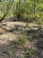 Image of hard fescue