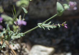 Plancia ëd Streptanthus fenestratus (Greene) J. T. Howell