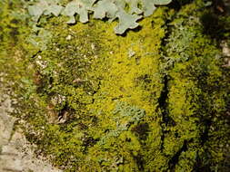 Imagem de Candelariella xanthostigma (Ach.) Lettau