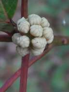 Image of Daphniphyllum calycinum Benth.