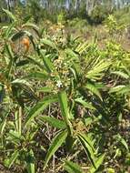 صورة Miconia bicolor (Mill.) Triana