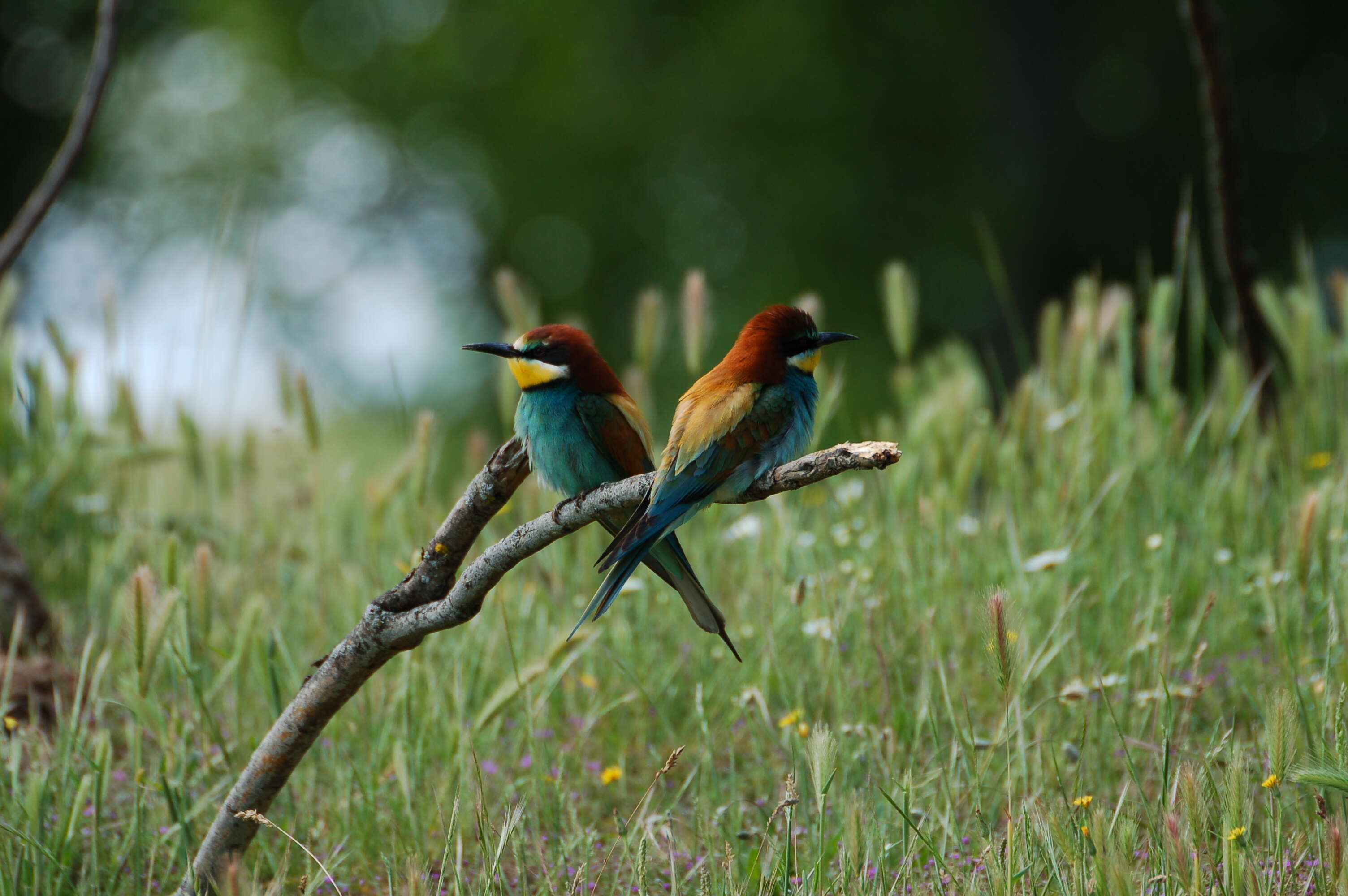 Image of bee-eater, european bee-eater