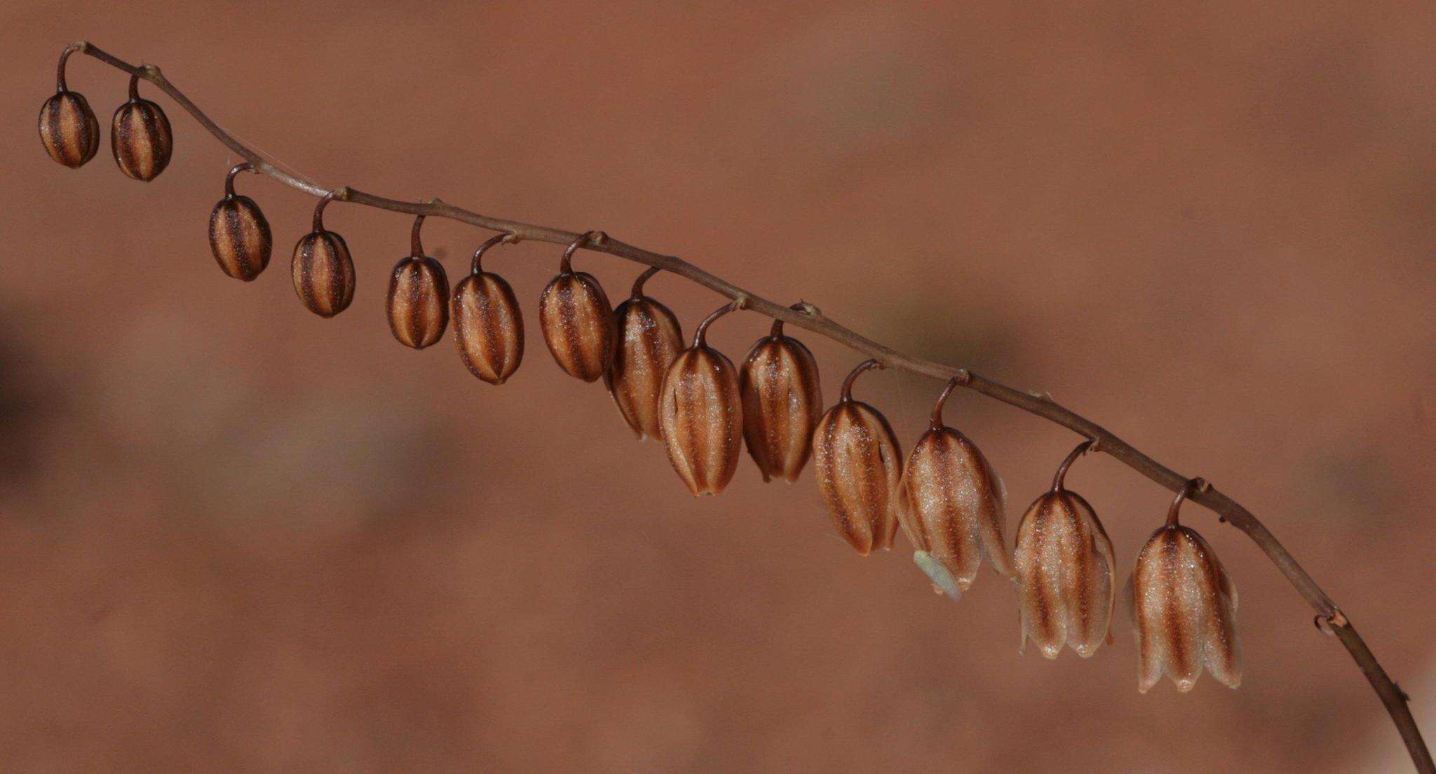 Image of Drimia secunda (B. Nord.) J. C. Manning & Goldblatt