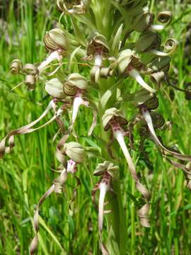 Image of Lizard orchid