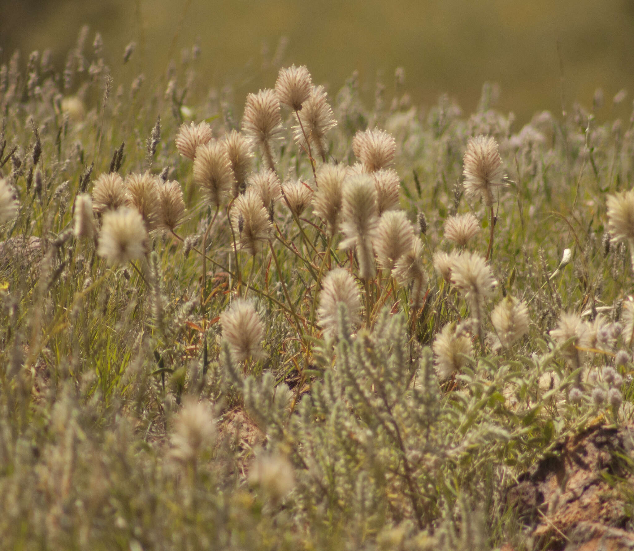 Image of Ptilotus xerophilus