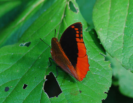 Imagem de Charaxes protoclea azota Hewitson 1878