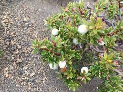 Image of Gaultheria pumila (L. fil.) D. J. Middleton