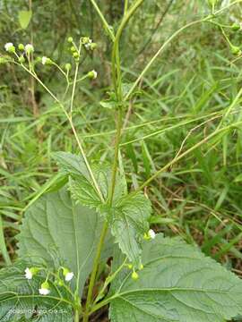 Слика од Adenostemma lavenia (L.) Kuntze