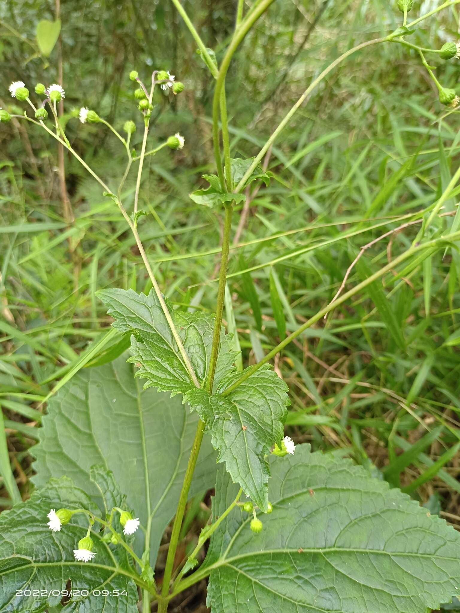 Imagem de Adenostemma lavenia (L.) Kuntze