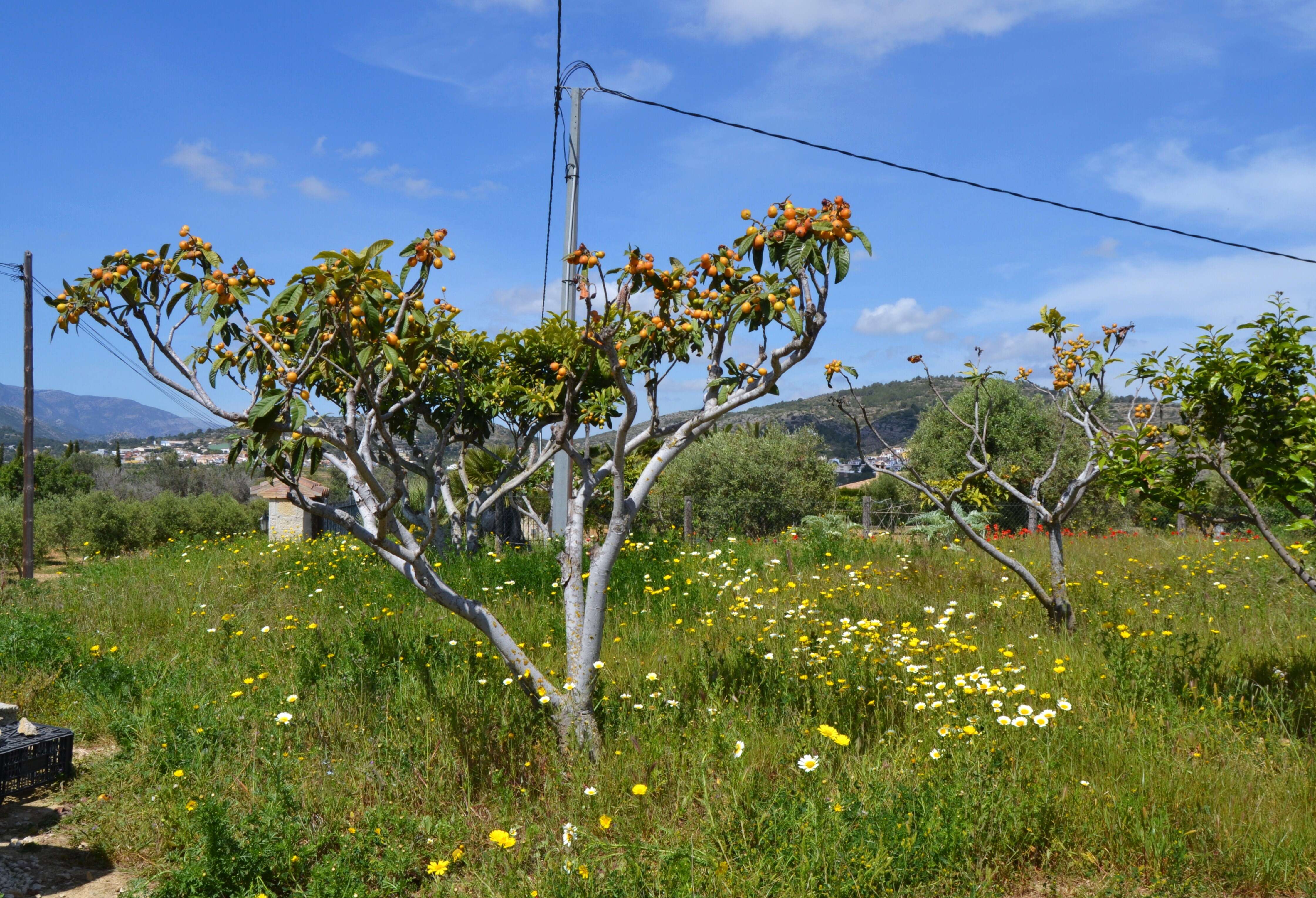 Image of loquat