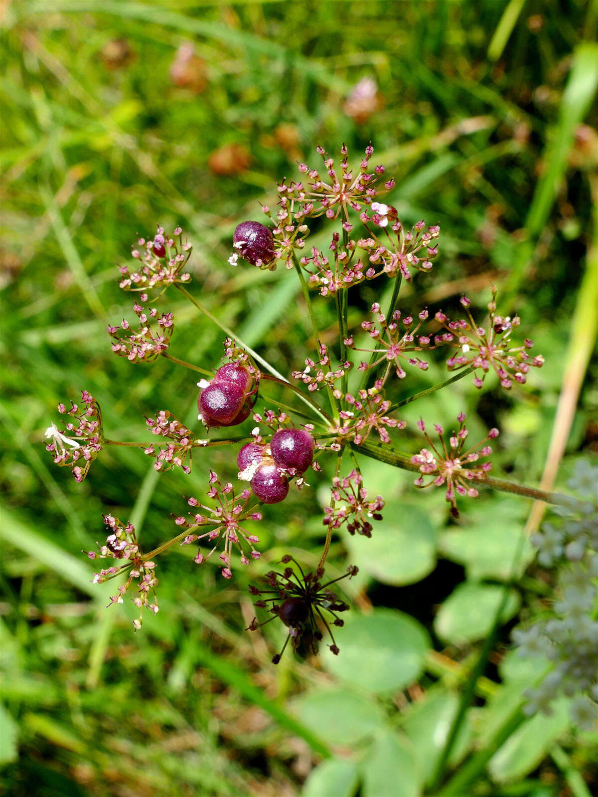 Image of Kiefferia pericarpiicola (Bremi 1847)