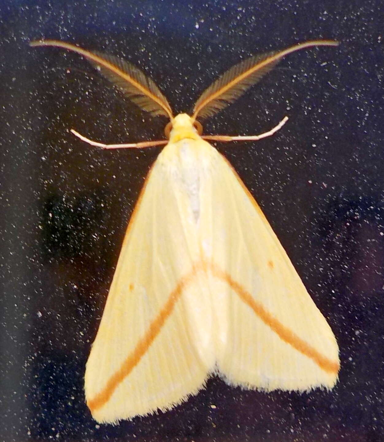 Слика од Rhodometra sacraria Linnaeus 1767