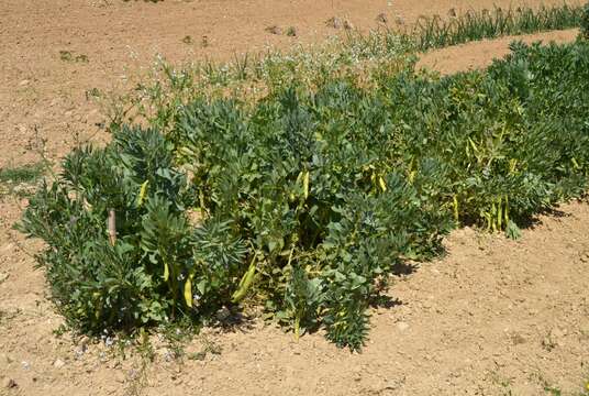 Image of Broad Bean