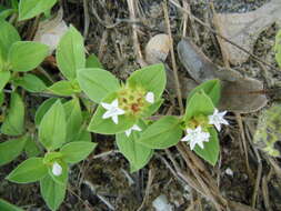 Image of tropical Mexican clover