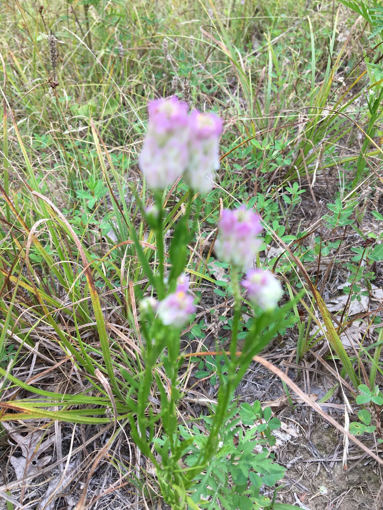 Image of blood milkwort