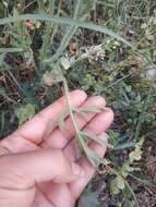 Image of Papaver albiflorum (Elkan) Pacz.